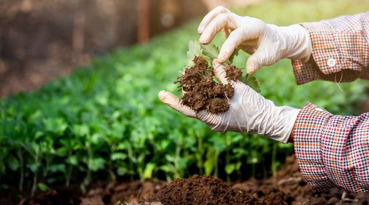 Dr. Soil Bio-stimulant