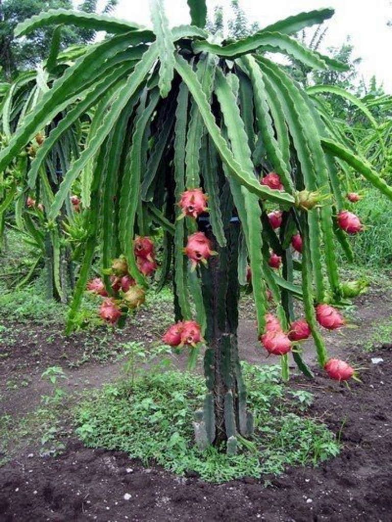 Dragon Fruit Plant