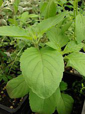 Tulsi Leaves