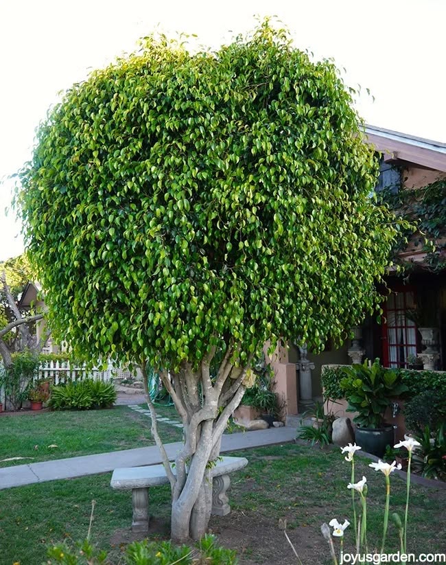 Ficus Plant