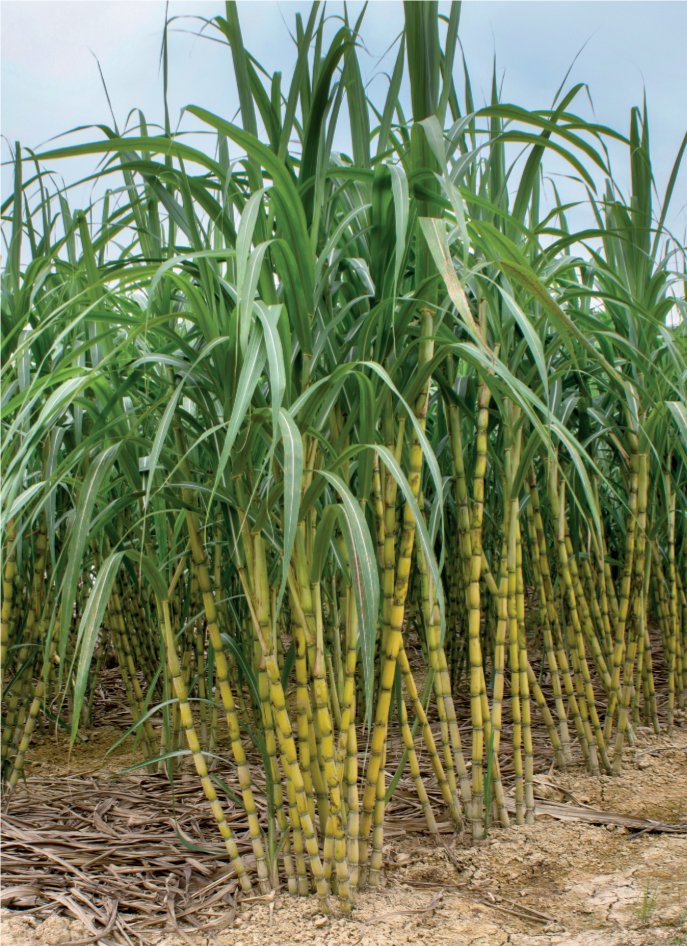 Sugarcane
