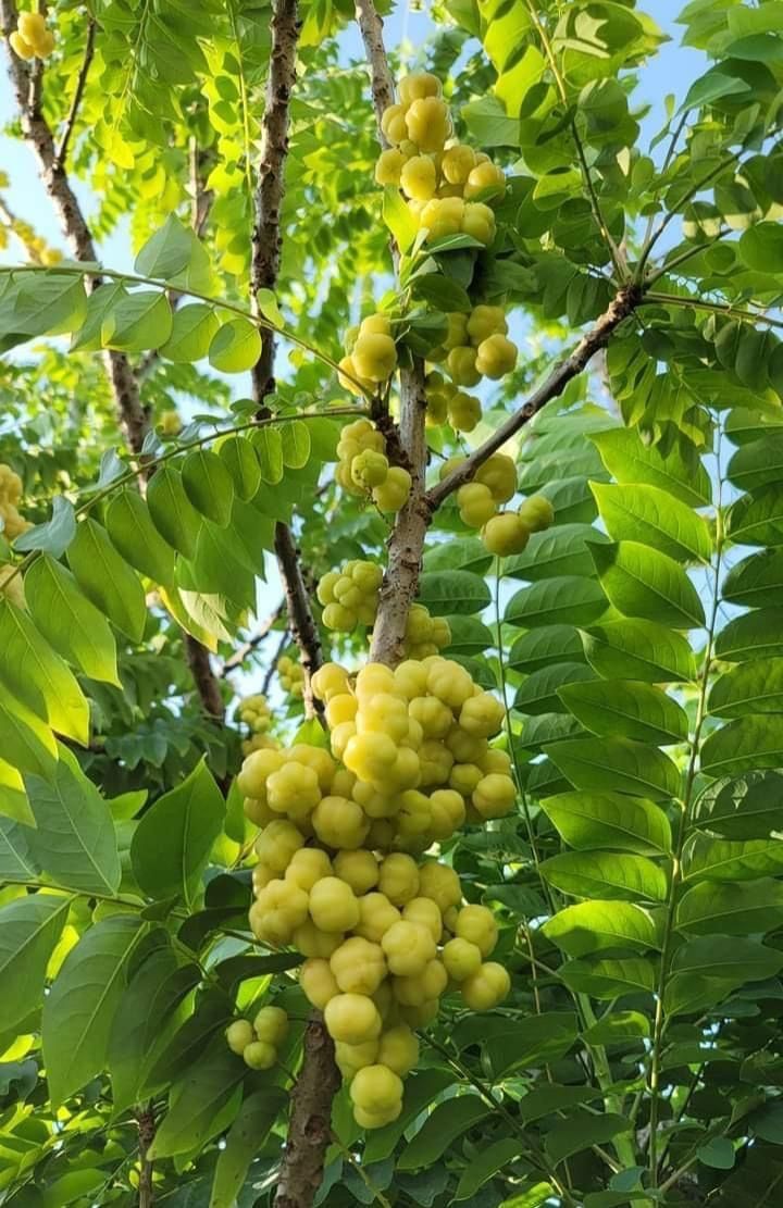 Gooseberry Plant