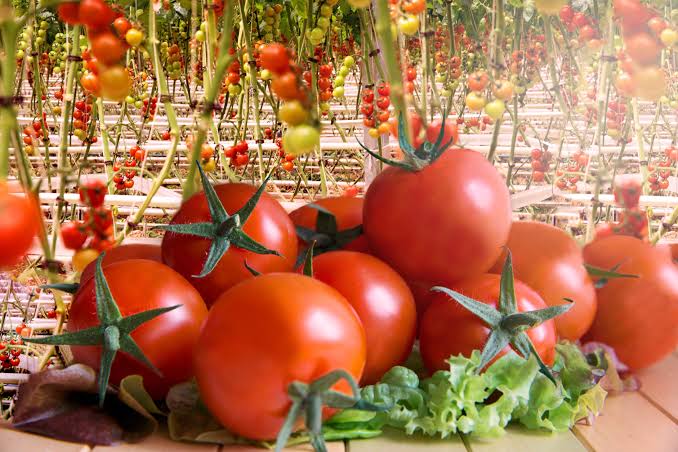 Hydroponics Tomatoes