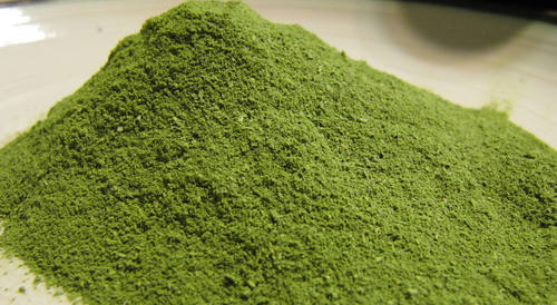 Alfalfa Powder