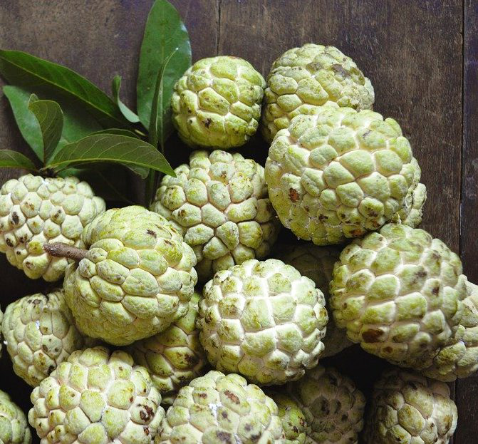 Custard Apple – GeeCom India