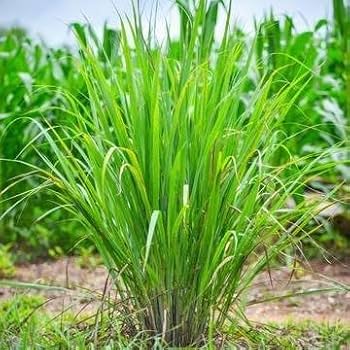 Lemon Grass Oil