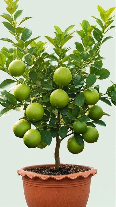 Lemon Plant