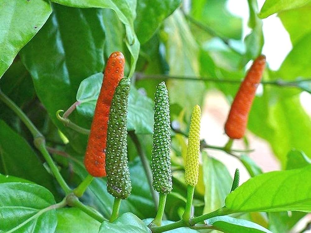 Long Pepper