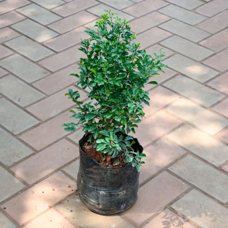 Madhukamini Plant