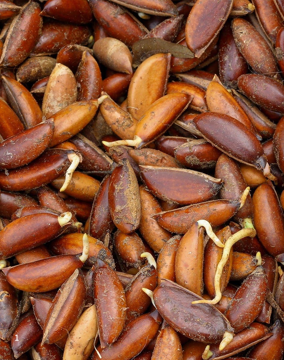 Mahua Syrup