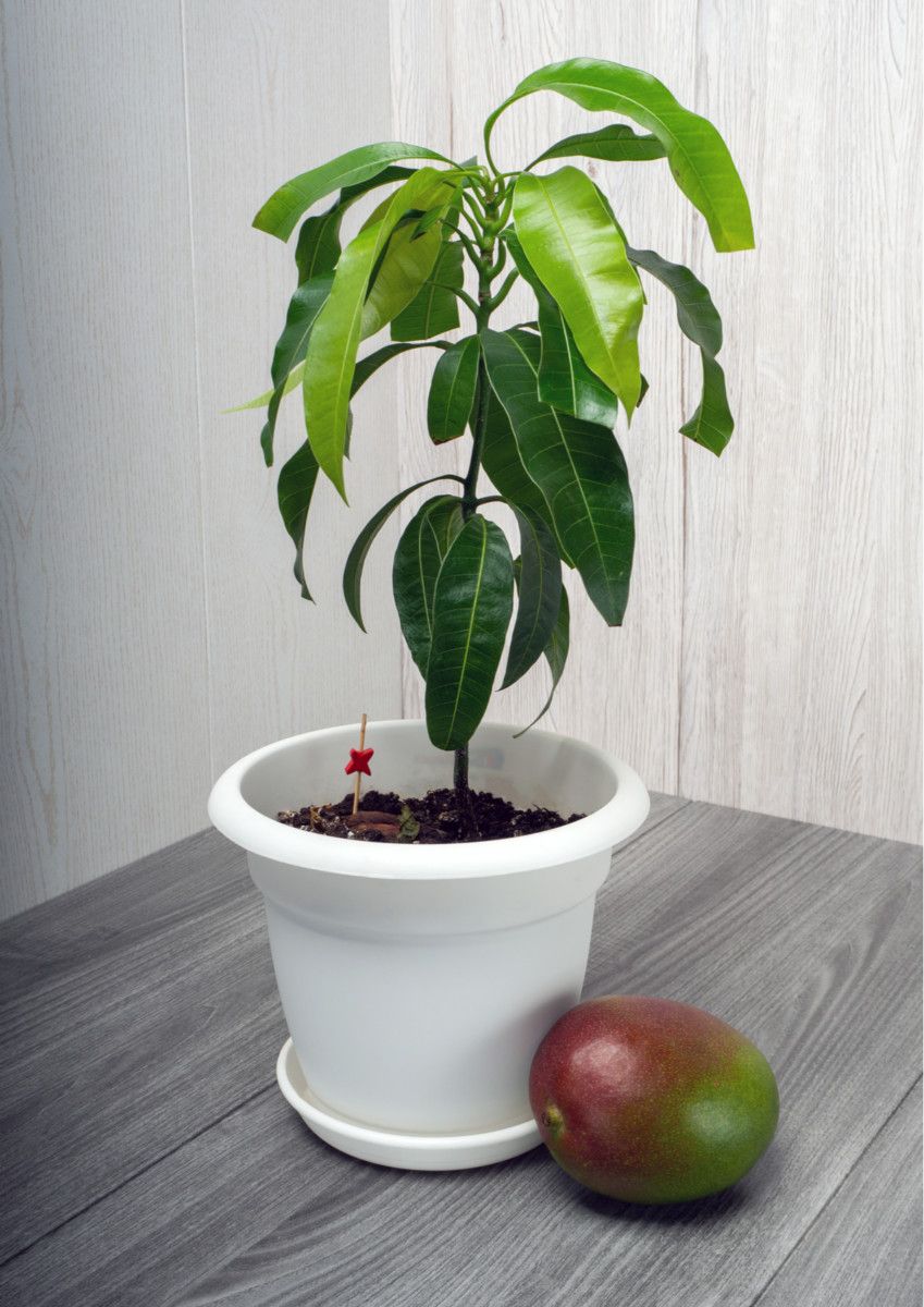 आम का पौधा (Mango Plant)