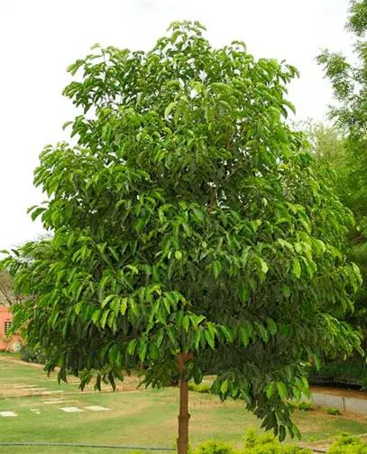 Molshree Plants