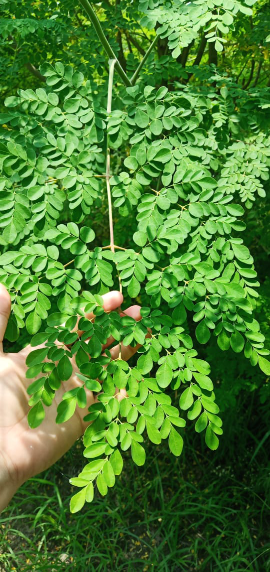 Moringa Leaf