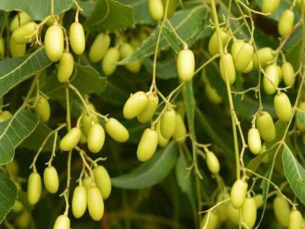 Neem Oil