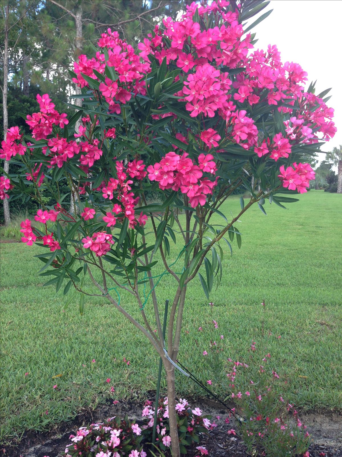 Oleander - kaner Plant