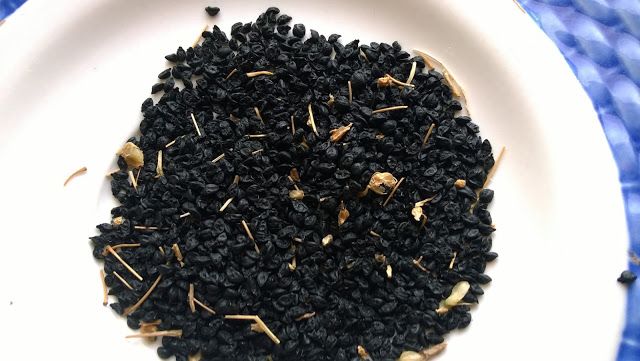 Onion Seed