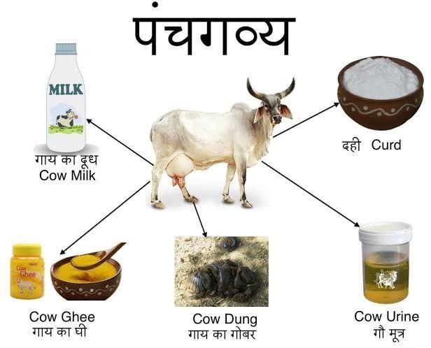 Panchgavya