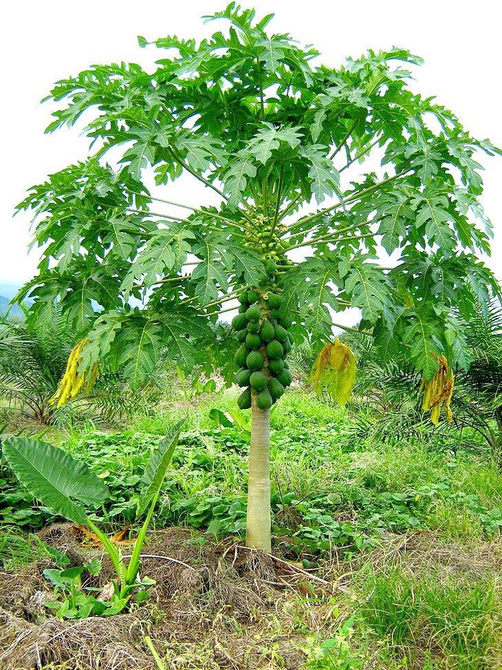 Papaya lemon Plant