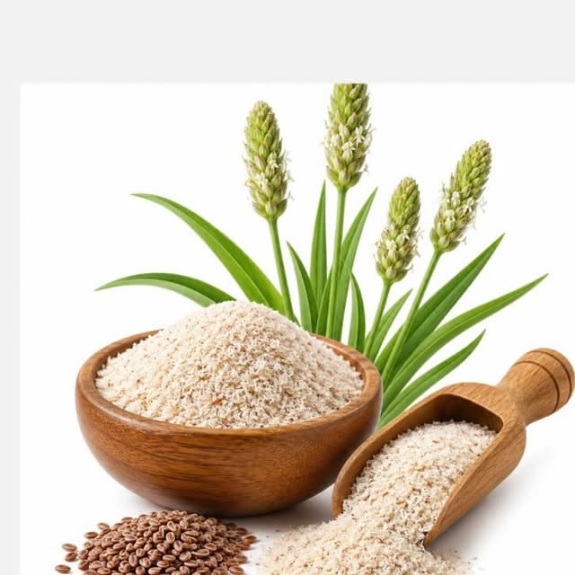 Plantago Ovata