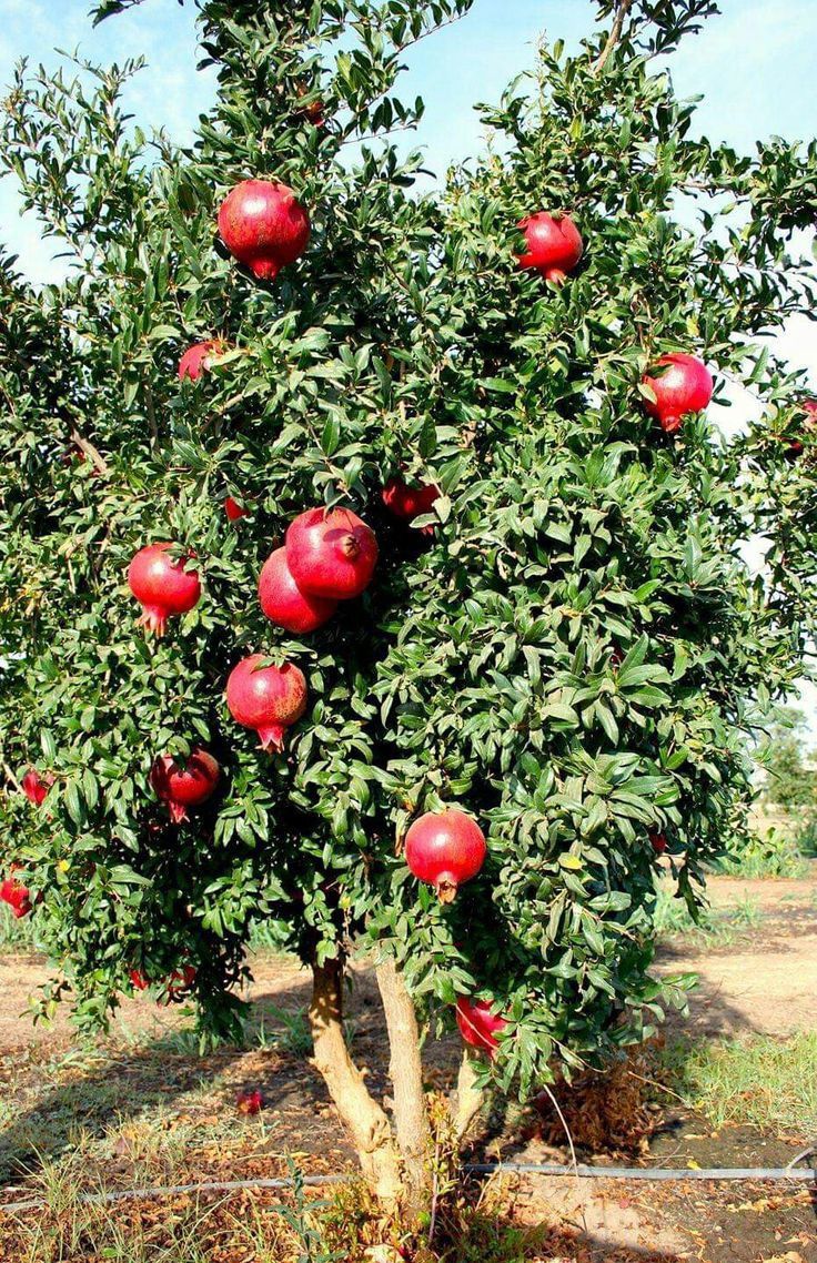 Pomegranate Plant