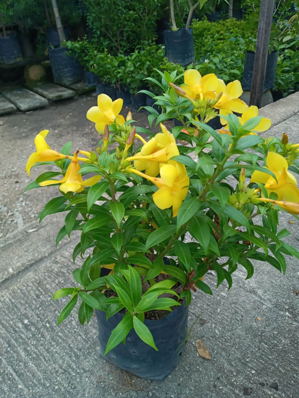 Pongame Plant