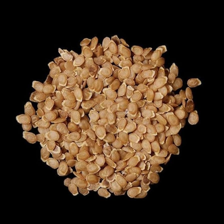 Potato Seed