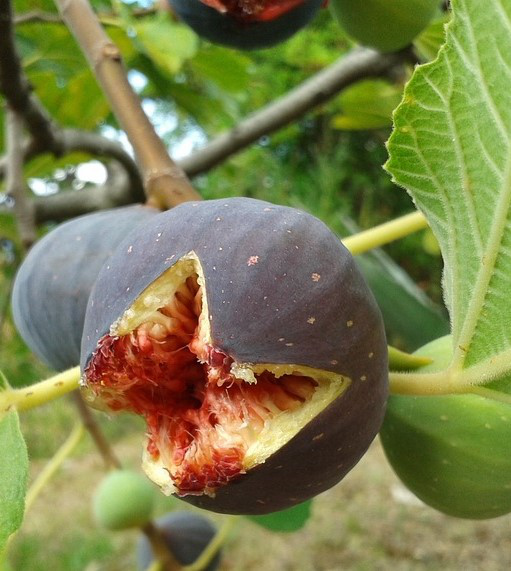Fig