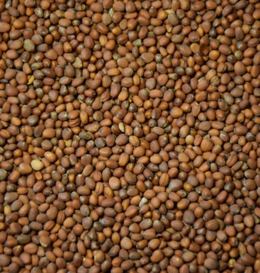 मूली के बीज (Radish Seeds)