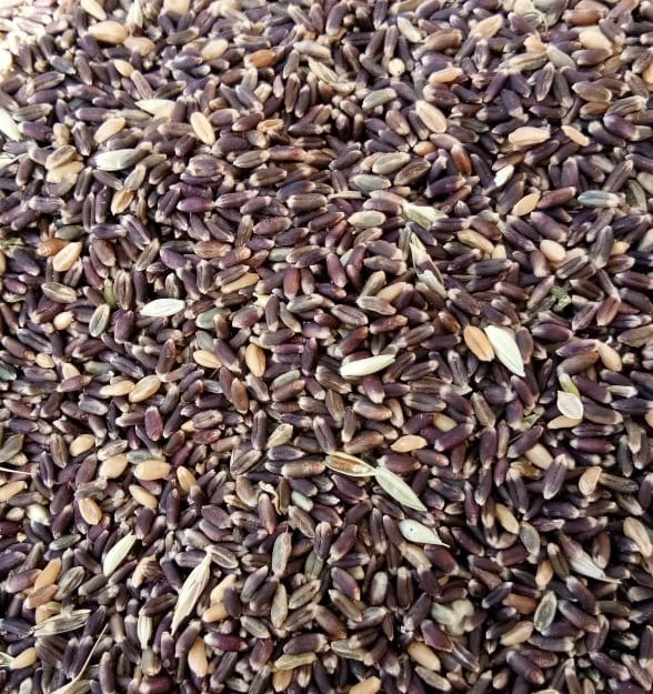 Black Wheat