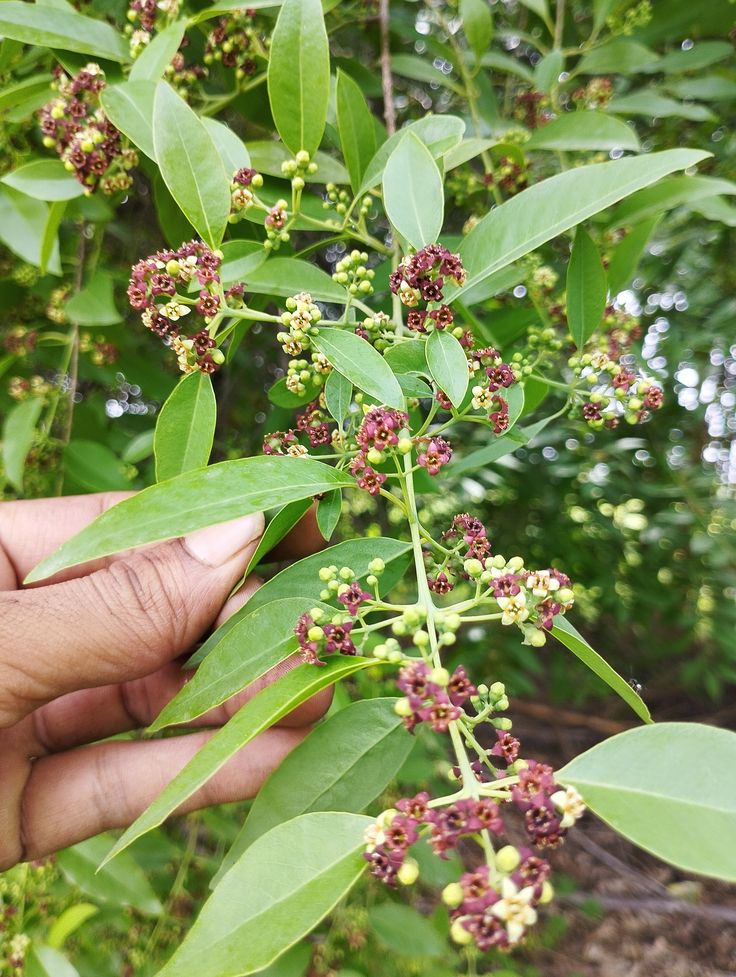 चंदन का पौधा (Sandalwood Plant)