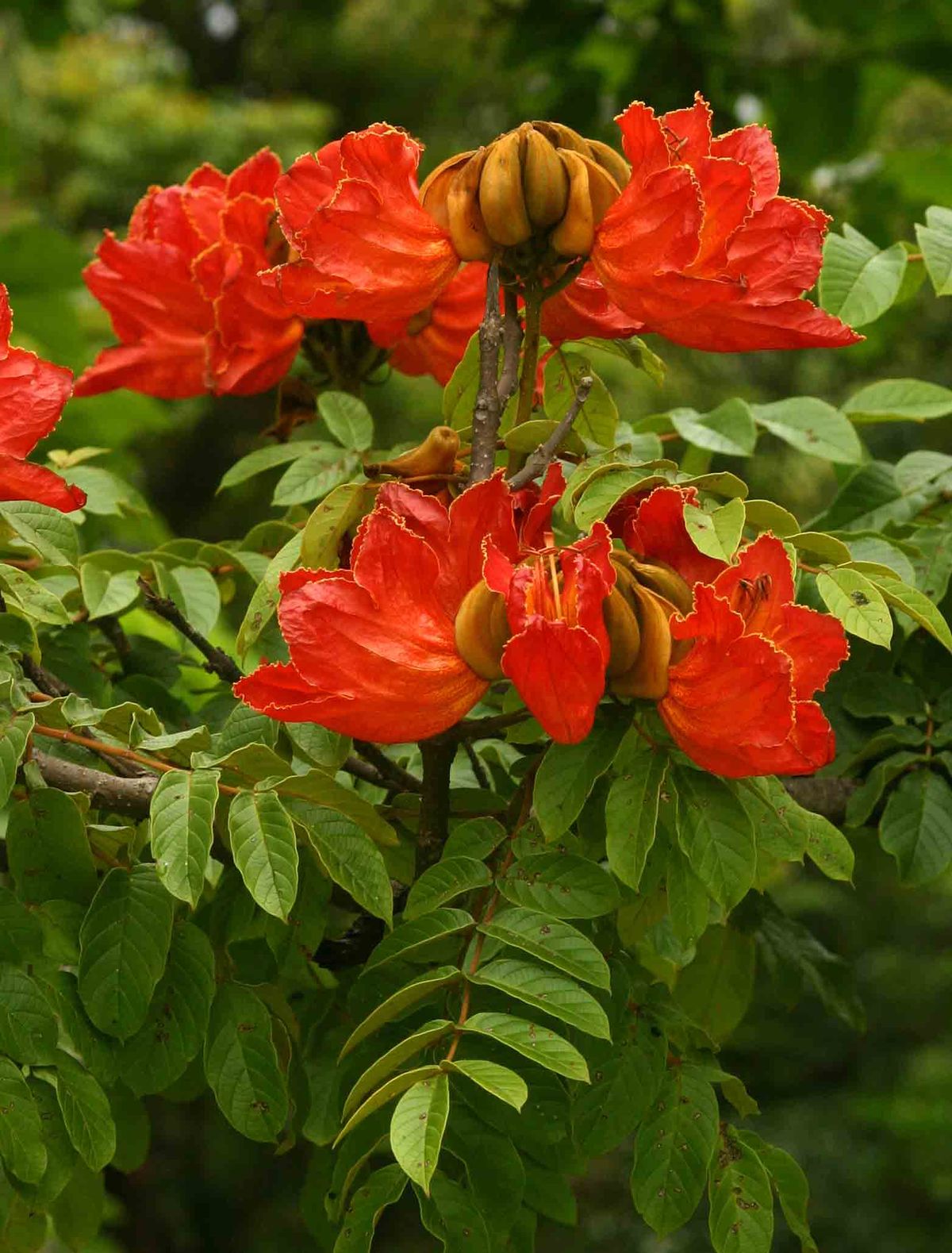 Spathodea Plant