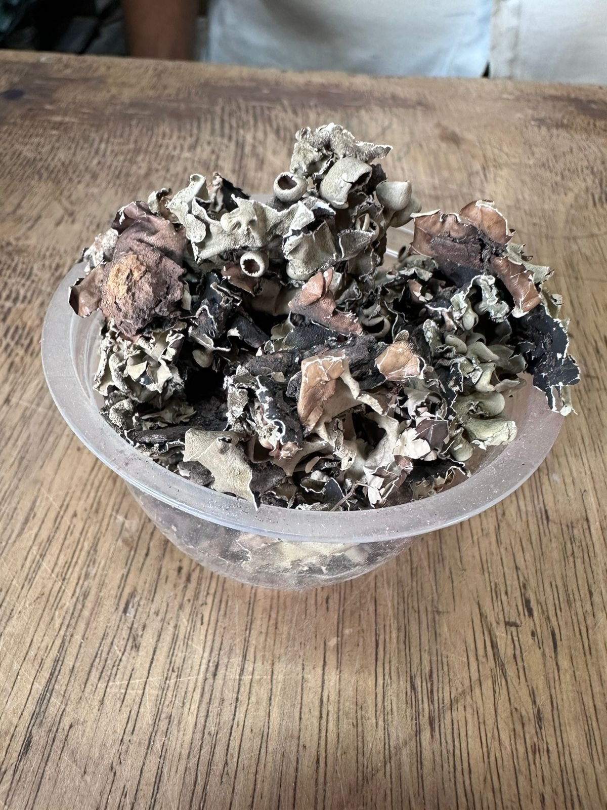पत्थर फूल (Stone Flower)