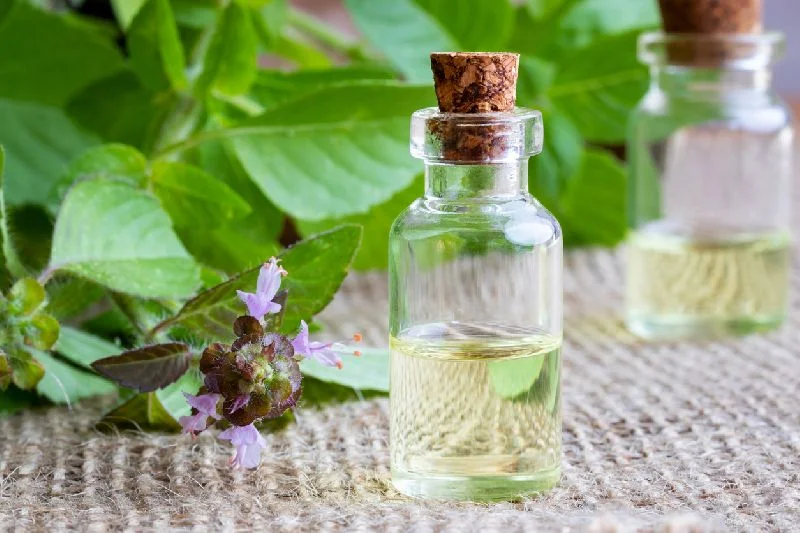 Tulsi Oil