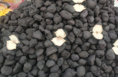 Water Caltrop (Singhada) – GeeCom India