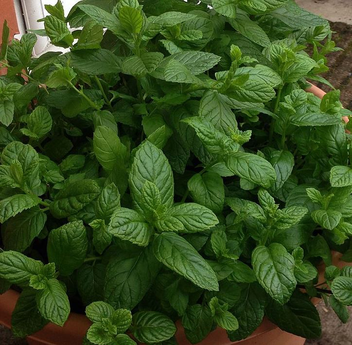 Mint Leaves