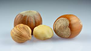 Hazelnut